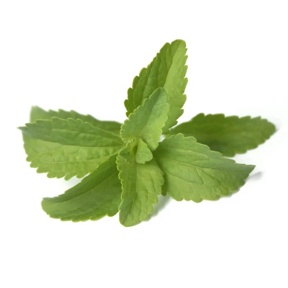 La planta de Stevia Stevia rebaudiana Bertoni steviapura